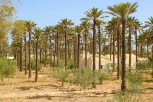 SIDATTES 2026 Opens in Morocco