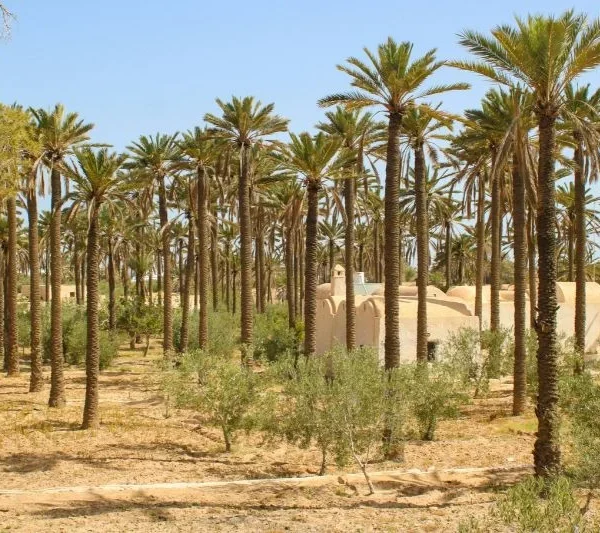 SIDATTES 2026 Opens in Morocco