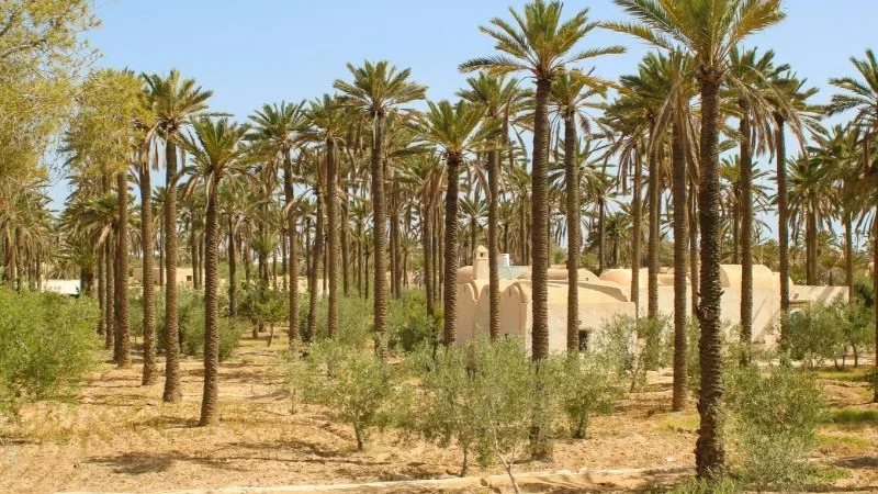 SIDATTES 2026 Opens in Morocco