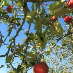 Morocco Apple Fair