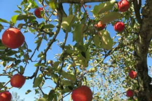 Morocco Apple Fair